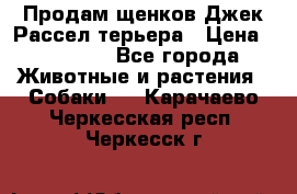 Продам щенков Джек Рассел терьера › Цена ­ 25 000 - Все города Животные и растения » Собаки   . Карачаево-Черкесская респ.,Черкесск г.
